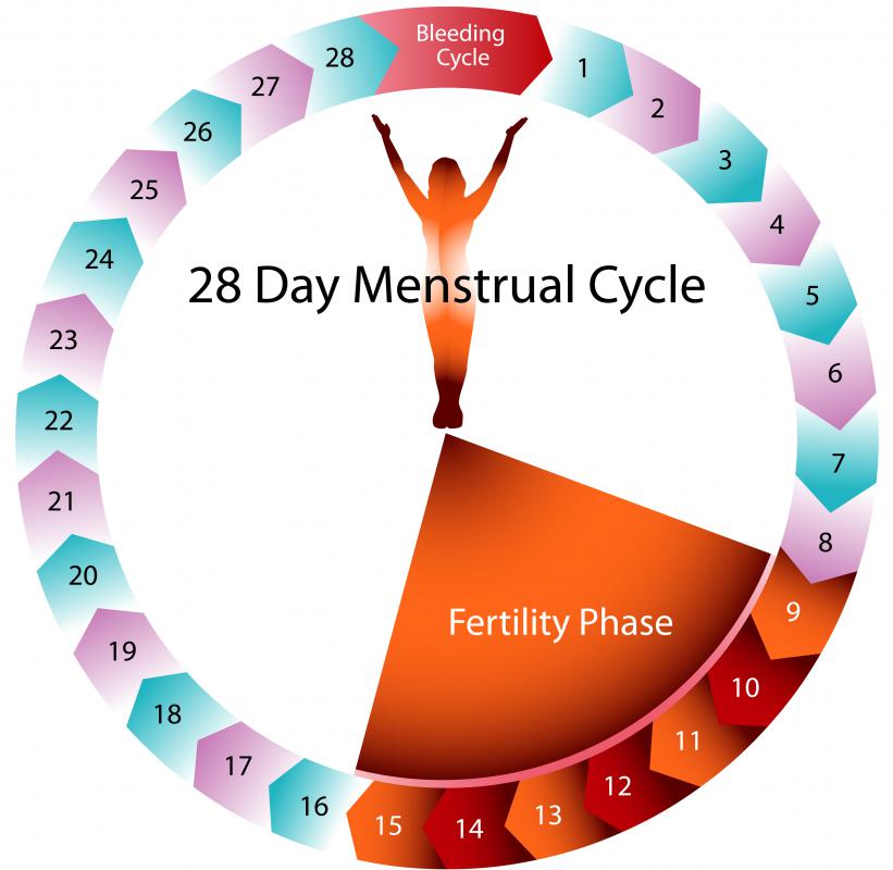Women who have 28 day menstrual cycles may experience increased fertility between days 9 and 15.