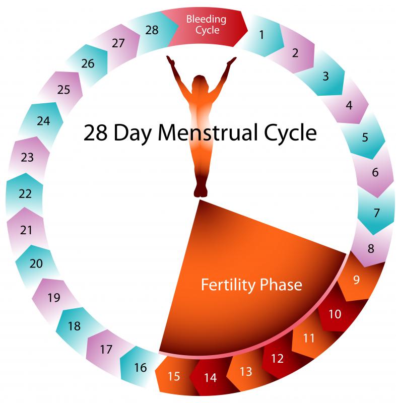 Inhibin plays an important role in a woman's fertility.