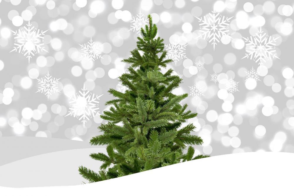 Iowa’s state song, The Song of Iowa, is set to the tune of O, Tannenbaum, which is a German folk song about a fir tree commonly sung as a Christmas carol.