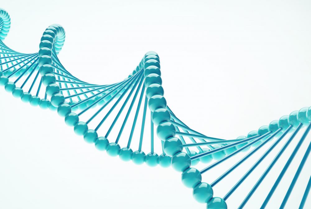 It is theorized that genes play a role in causing a protruding sternum.
