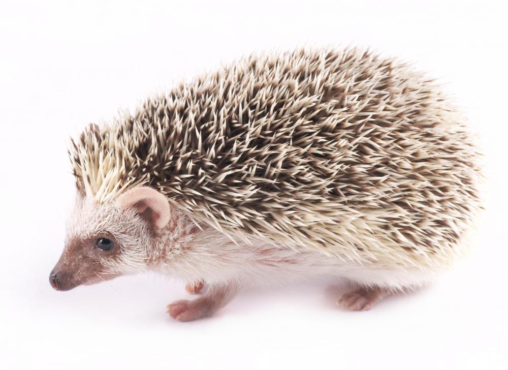 The simple hedgehog can always roll into a defensive ball when attacked by a cunning fox.