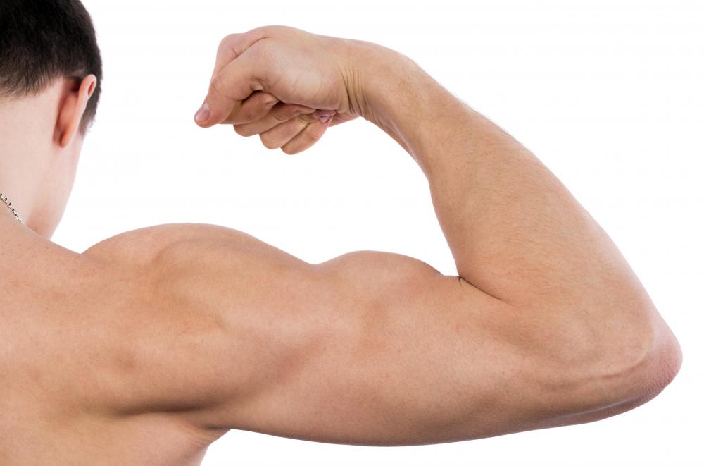 Deltoid muscles contain three parts: posterior, anterior and lateral.