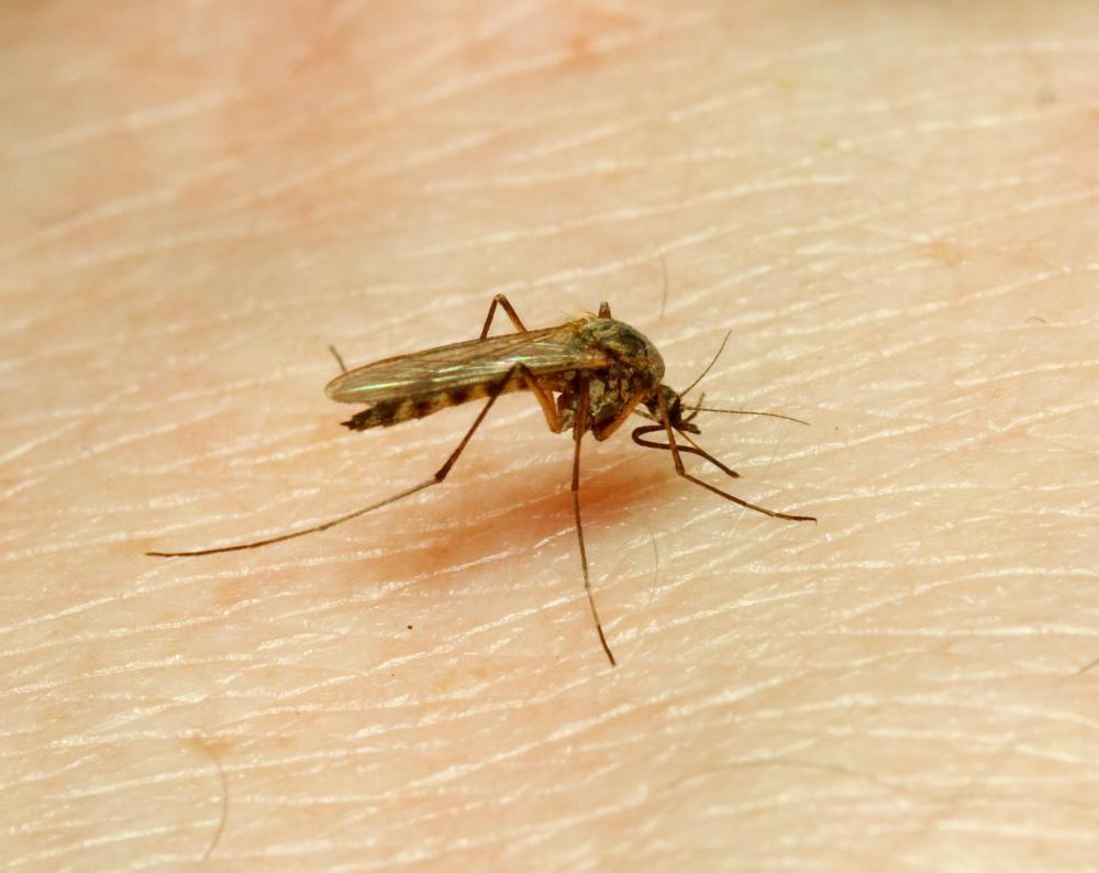 If an individual suffers a small wound such as a mosquito bite, urine can aid the wound until one can apply other medicines.