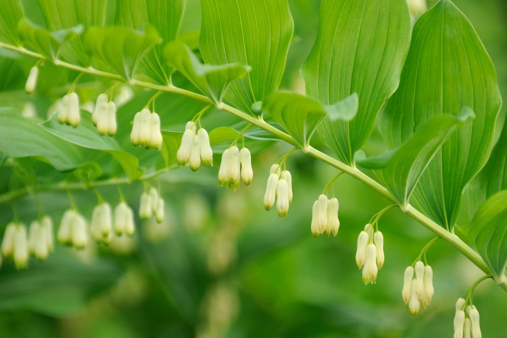 Imperfect flowers have just one set of reproductive organs and are considered either male or female.