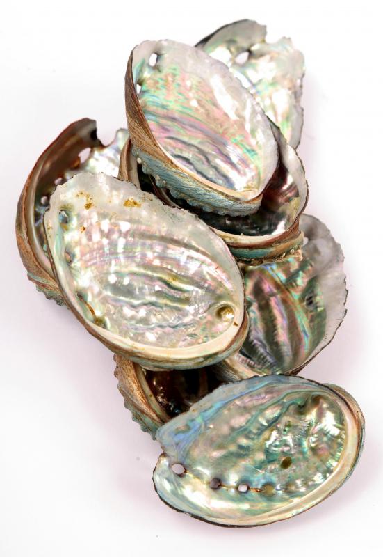 Abalone shells.