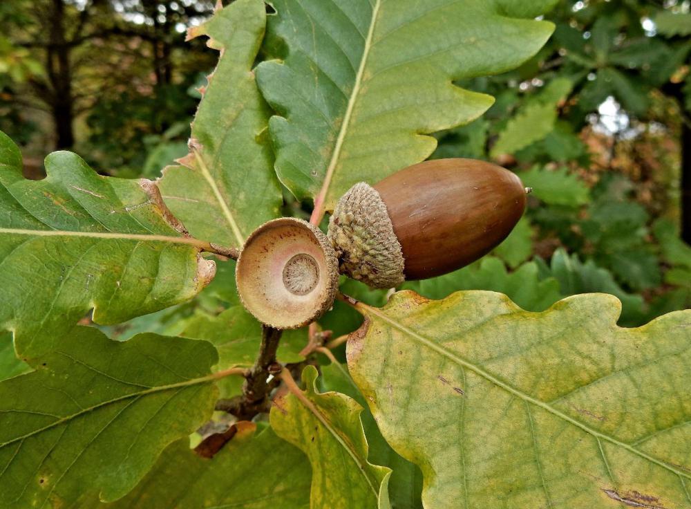 The official tree of Iowa is the oak tree, which produces tens of thousands of acorns each year.