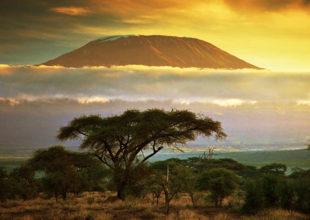 Many adventure tour companies run guided safari treks in Africa.