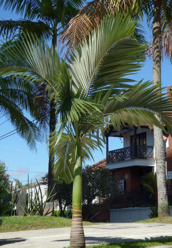 King palms may be grown in areas where there is an abundance of humidity and water.
