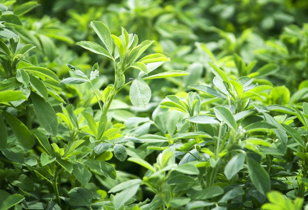 Alfalfa contains the vitamin cobalamin in small amounts.