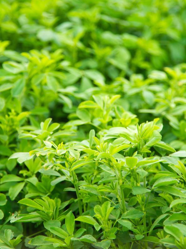 Alfalfa leaves can be made into tea, which can provide some arthritis relief.