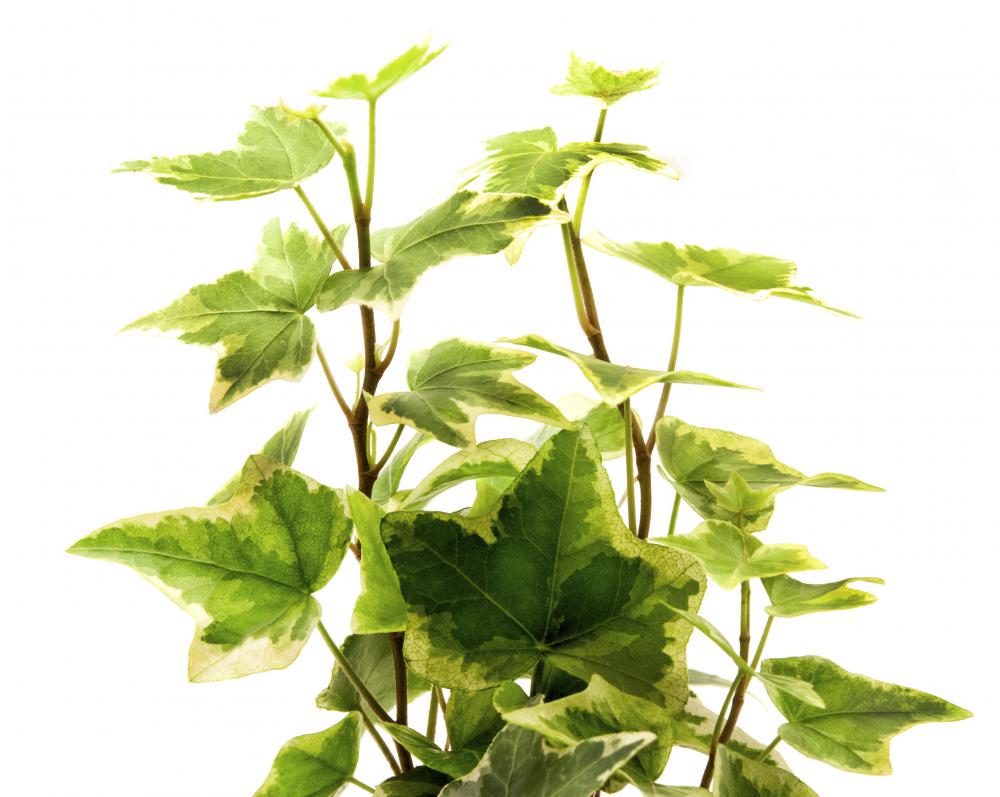 Holly and ivy are symbols of rebirth.
