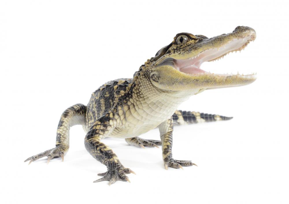 Wildlife ecology has helped bring back the American alligator.
