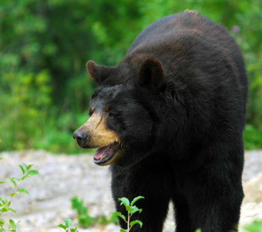 The American Black Bear is one of eight surviving species of bears.