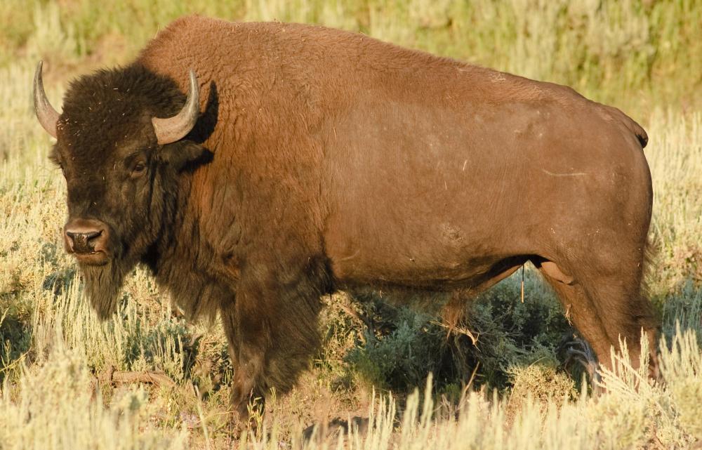 Ojibwa Indians living on the plains ate primarily buffalo meat.