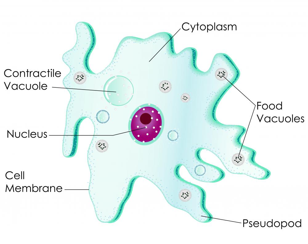 Amoebas use arms called pseudopods to acquire food.