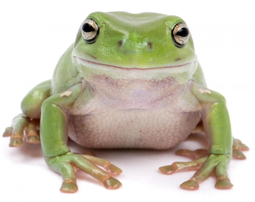 Frogs undergo a type of metamorphosis as they age.