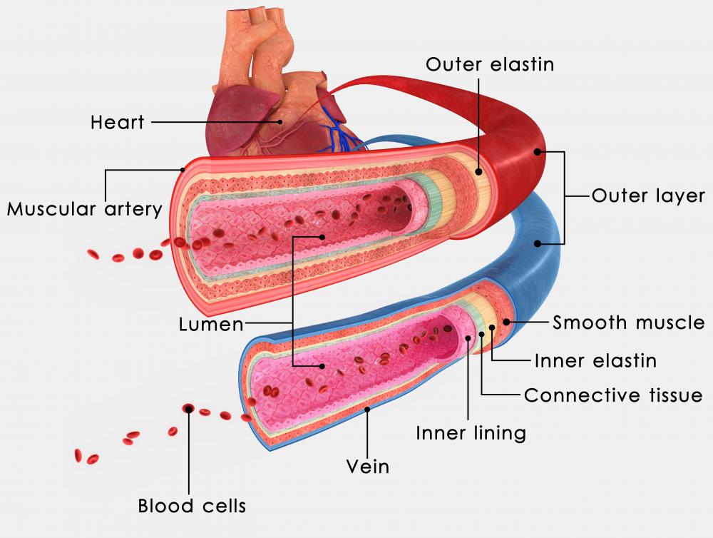 An artery transports oxygenated blood to various parts of the body.