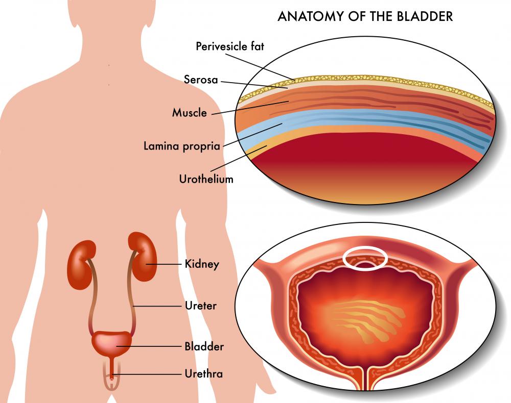 An anastomosis may be performed following a major operation on the bladder.