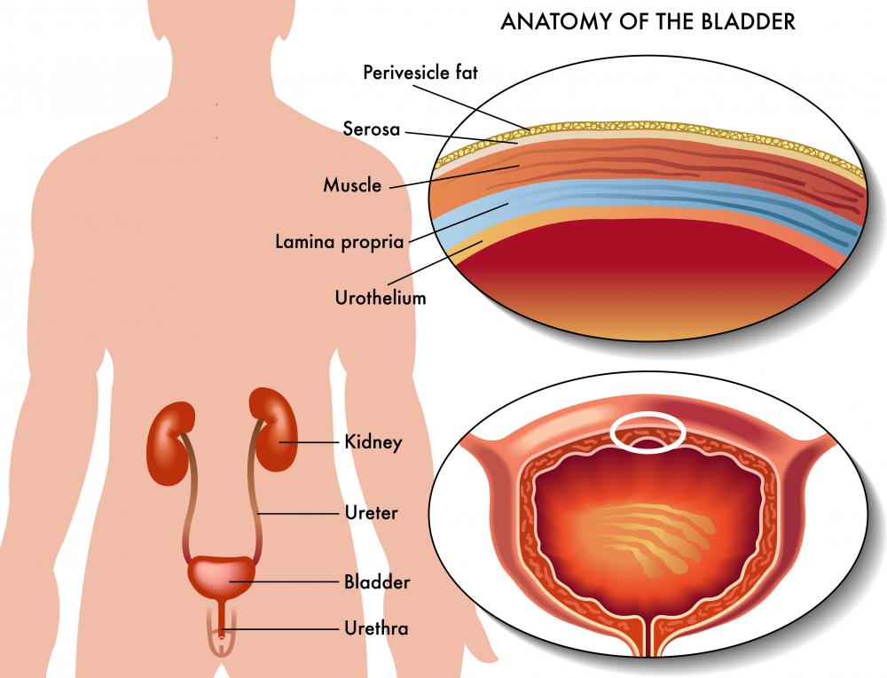 The urothelium is tissue found in the bladder that helps prevent previously filtered wastes from getting back into the bloodstream.