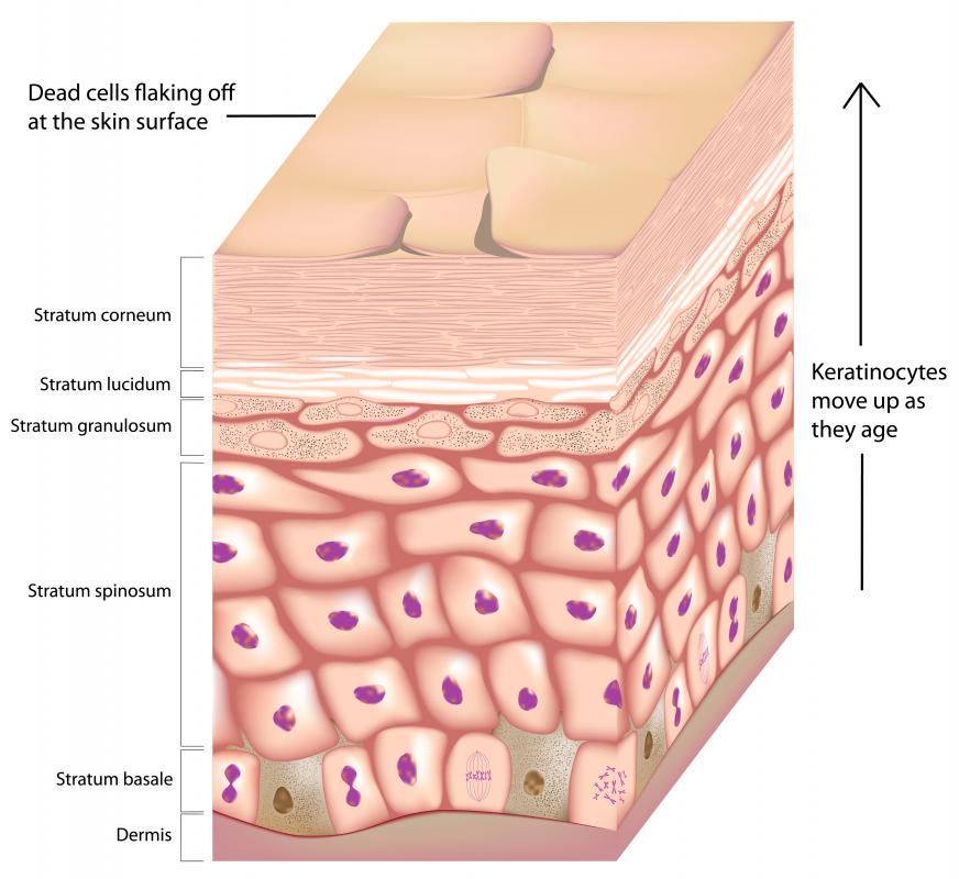 Keratinocytes produce the skin's keratin.