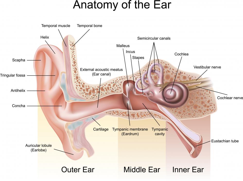 The outer ear is one of the three sections that comprise the ear.