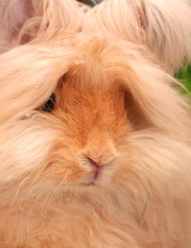 Angora fiber comes from the Angora rabbit.
