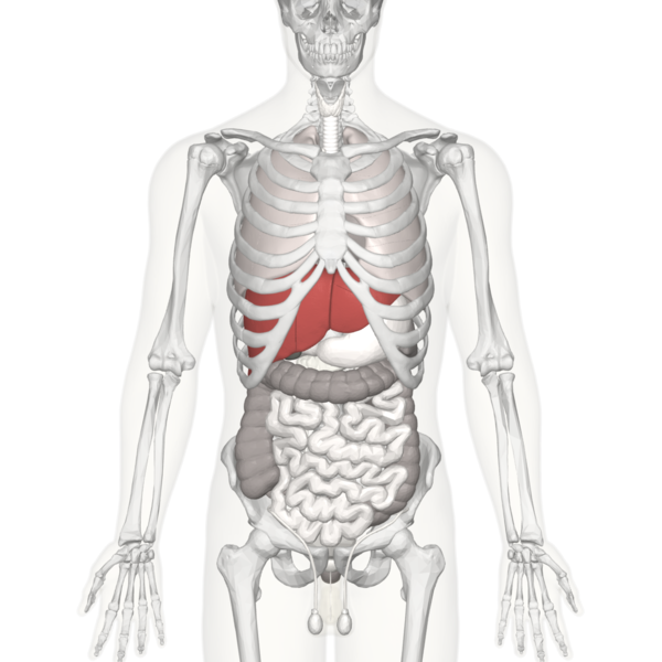 Anterior (front) view of the liver.