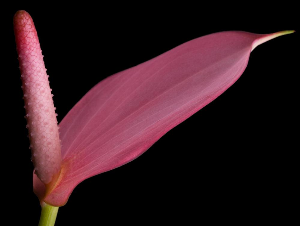 Flowers of the Anthurium genus are common in Hawaii.