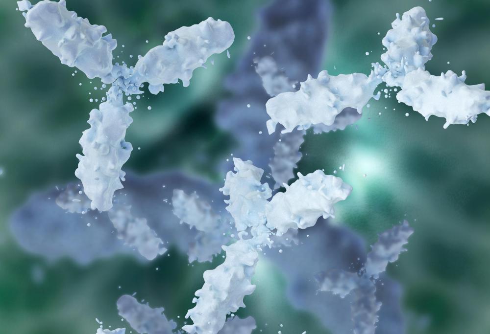 Immunoglobulins are proteins formed by white blood cells that act as antibodies.