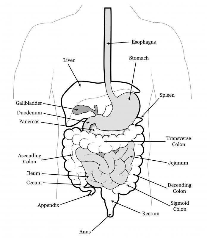 The anal sphincter is a muscle that controls the expulsion of feces.