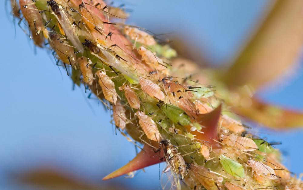 Aphids are often attracted to monkey plants.