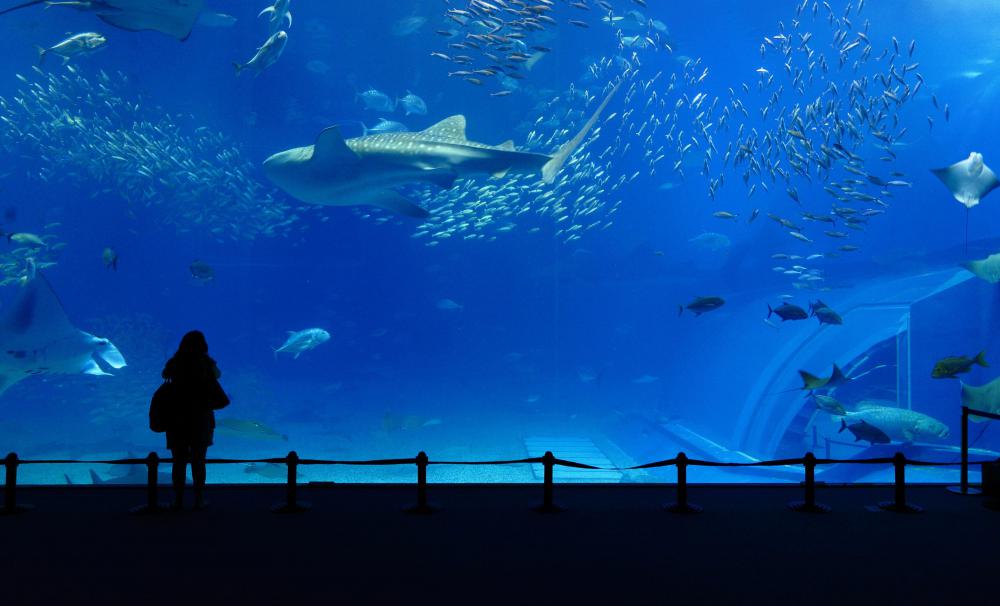 Acrylic resin is a durable material commonly used to produce aquarium glass.