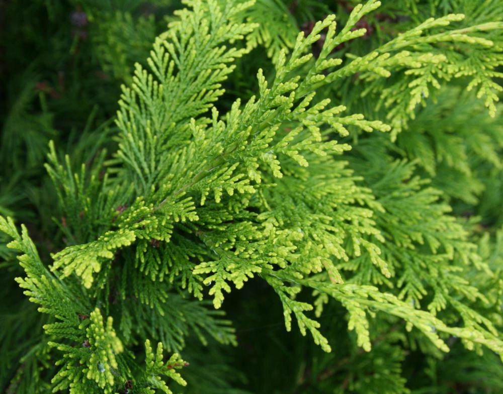 Thuja, or arbor vitae cypress.