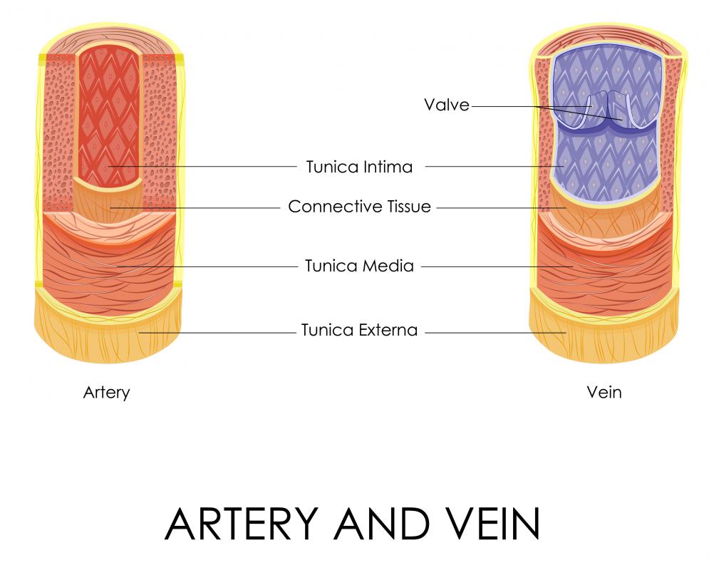 Arteries and veins are considered when measuring vascular tone.