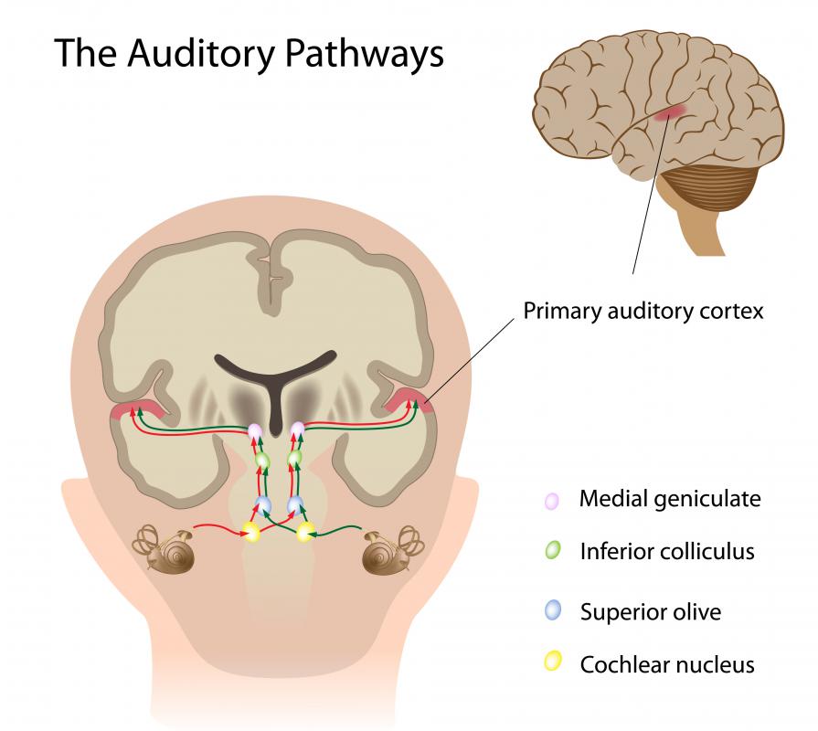 Central auditory processing disorder is thought to be an issue with the auditory pathways.