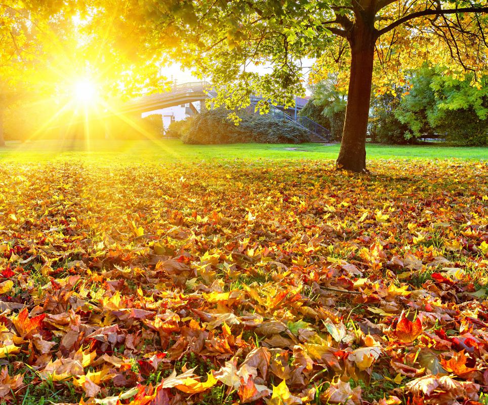 Leaf peepers try to find the best place to see changing leaves.