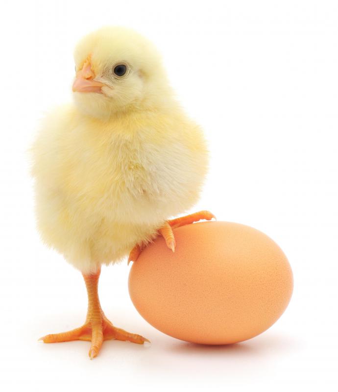 Heat lamps can be used to keep chicks warm.