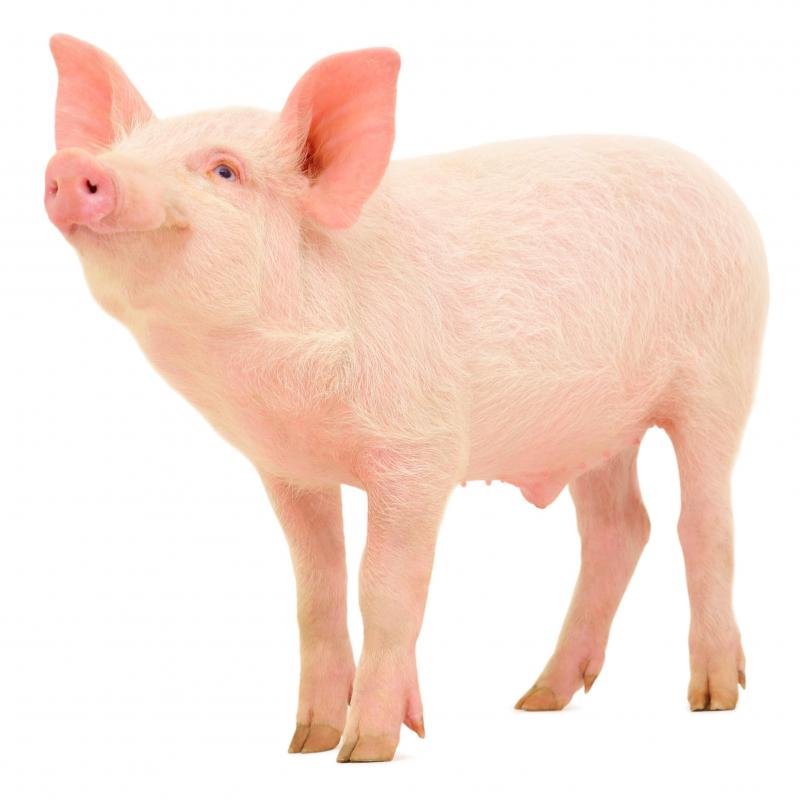 Pigs and other livestock are part of the agricultural trade.