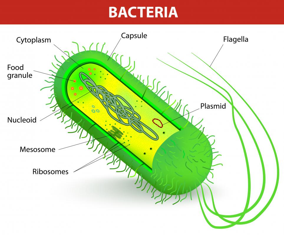 Many species of bacteria, both aerobic and anaerobic, can promote health and prevent disease.