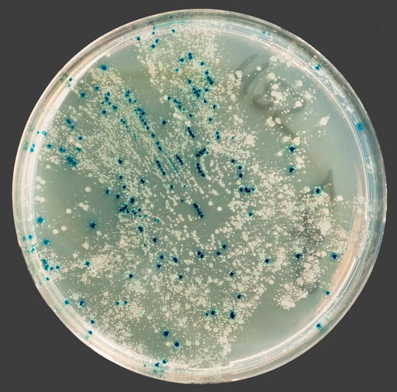 Mineral oil may be used to make an overlay for petri dish cultures.