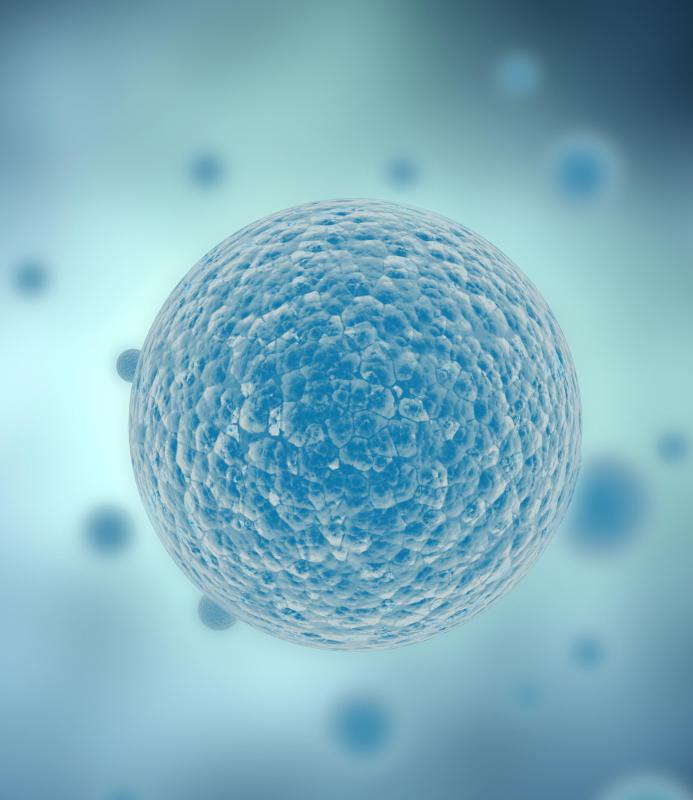 Bacteria can infect the trachea, causing tracheitis.