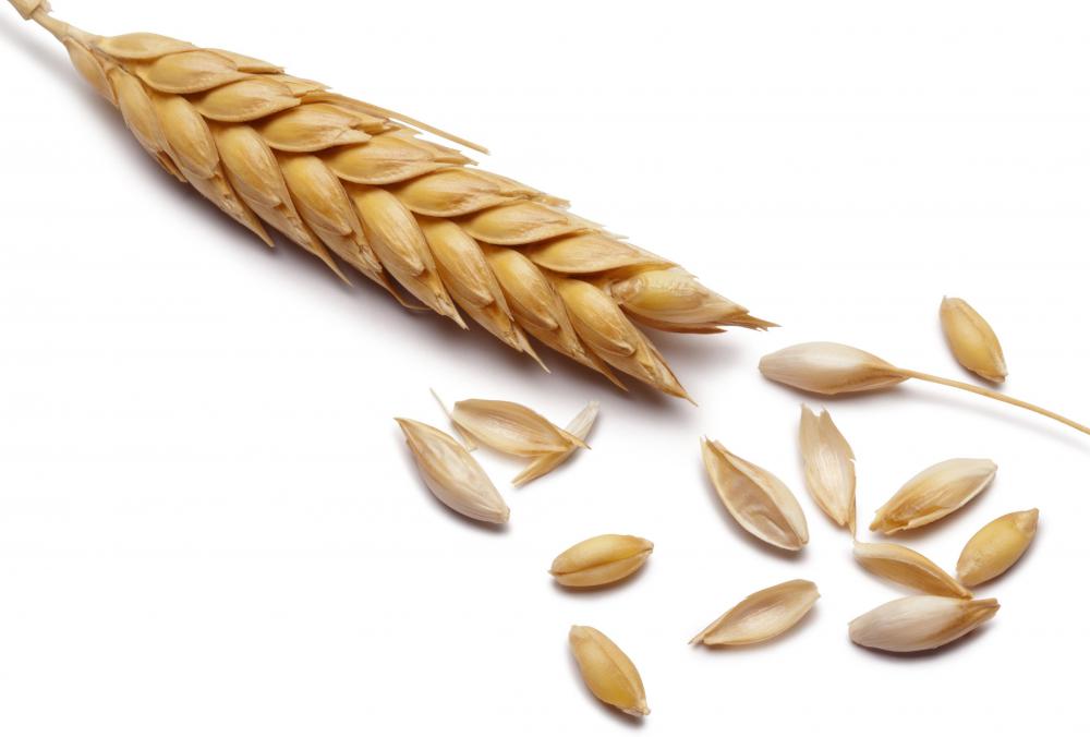 Barley, one of the earliest crops to be grown.