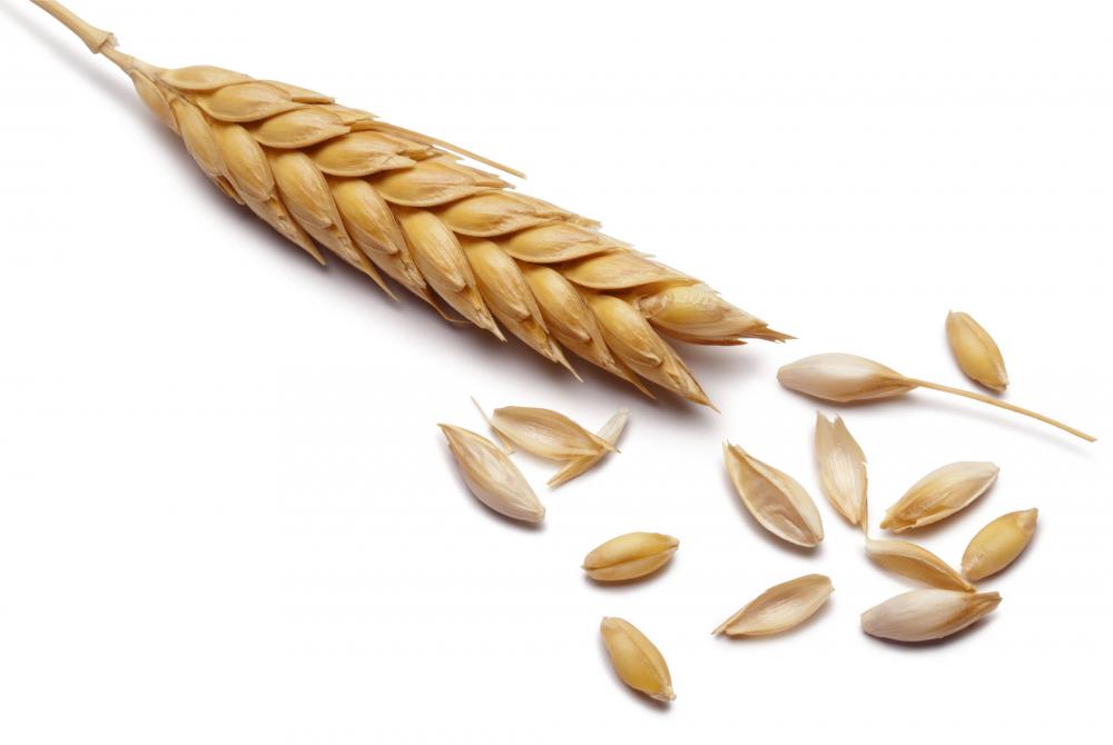 Barley was a Neolithic founder crop.