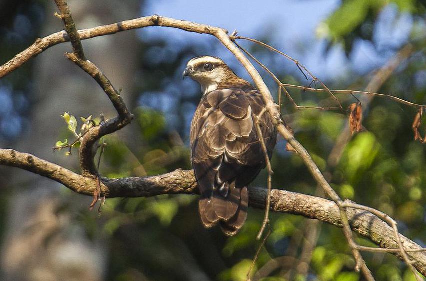 Larger birds like birds of prey have been used to create bone flutes.