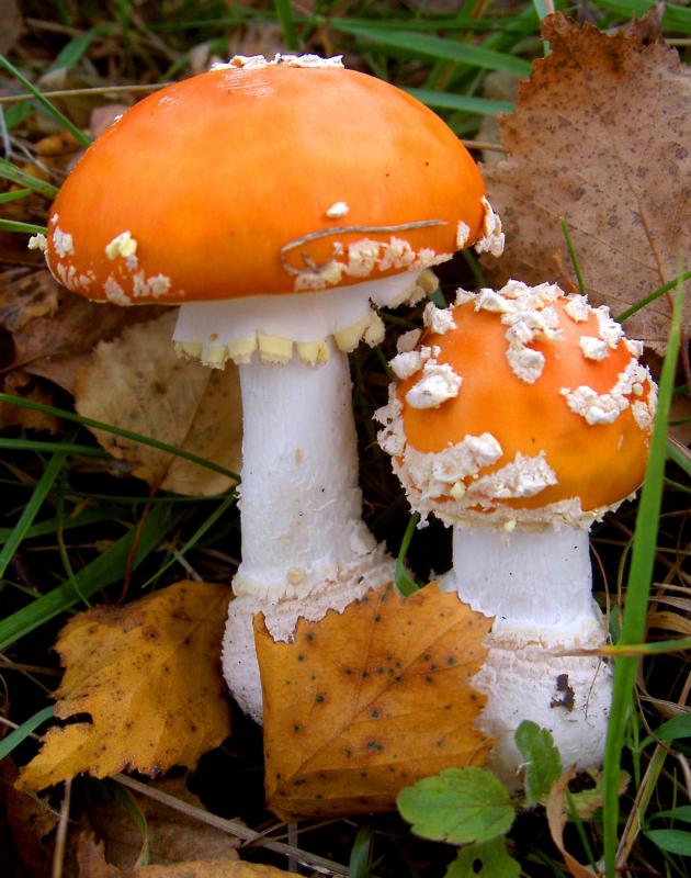 Basidiomycetes include mushrooms, puffballs, rusts, bracket fungi and stinkhorns.