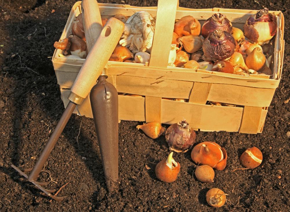 Bloom times should be considered when purchasing bulbs.