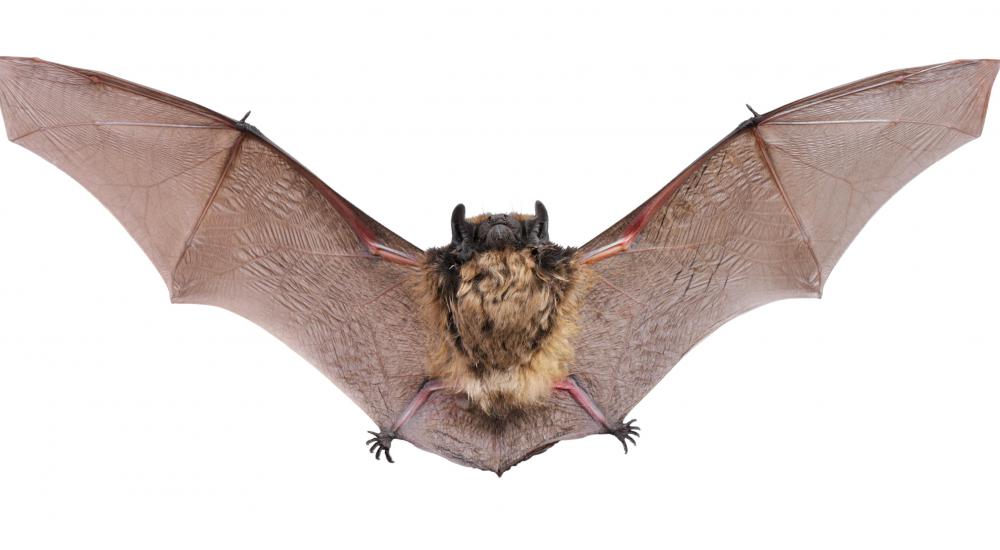 Organic fertilizer may include bat guano.