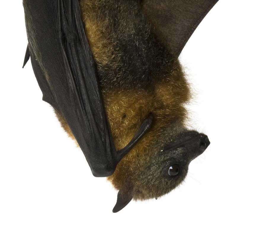 Vampire bats exist, and they typically feed off the blood of small animals.