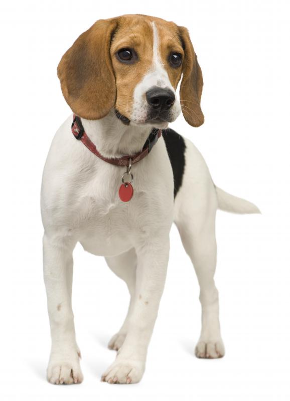 A dog.