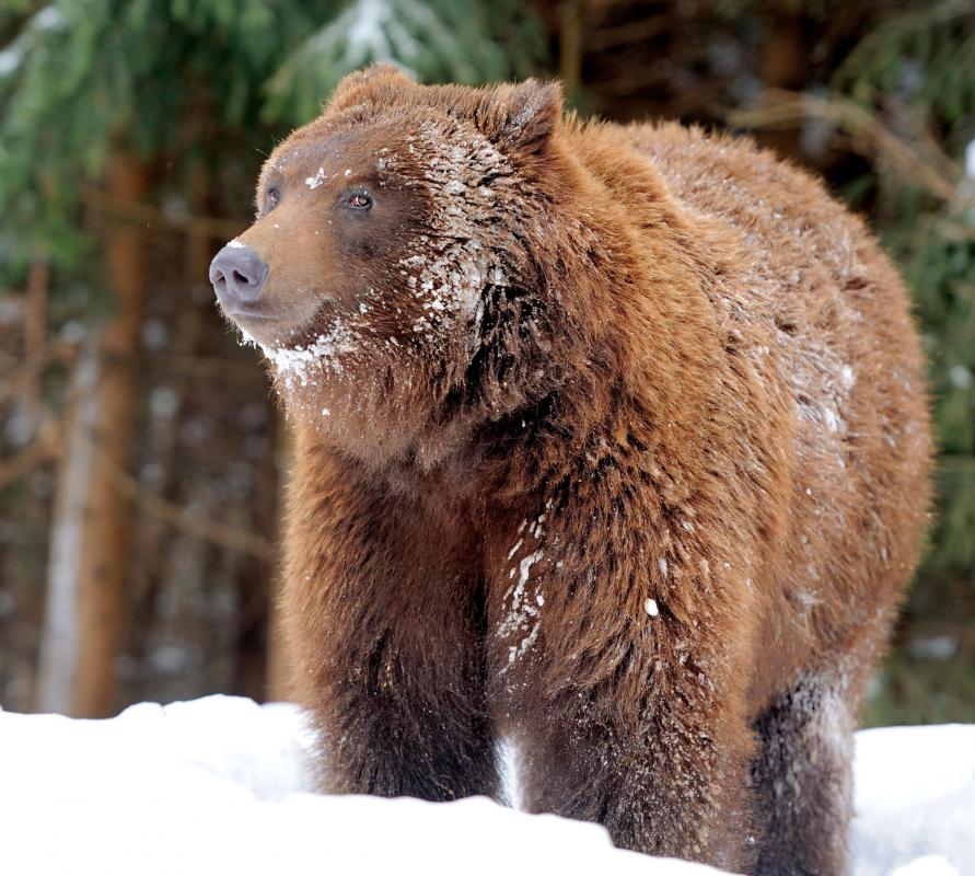 Semantics include connotations, such as connecting fear and panic to the term "brown bear."